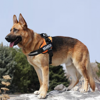 Arnés IDC Power Harness